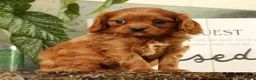 Cavapoo dogs for sale: BJ - Ad 3