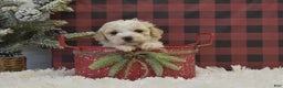 Miniature Poodle dogs for sale: Mikk - Ad 3