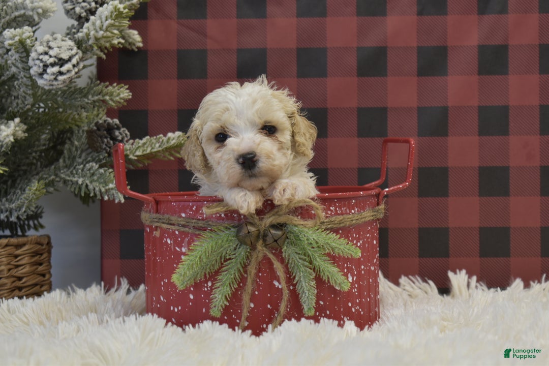 Miniature Poodle dogs for sale: Mikk - Ad 3