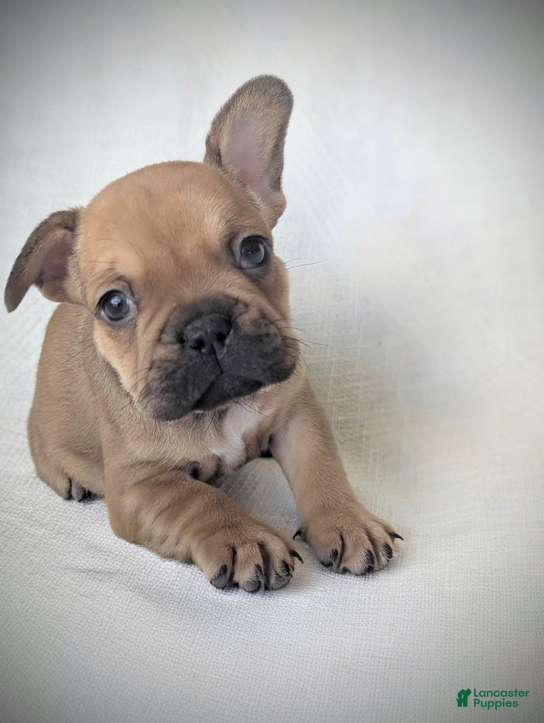 French Bulldog dogs for sale: Bear  - Ad 3