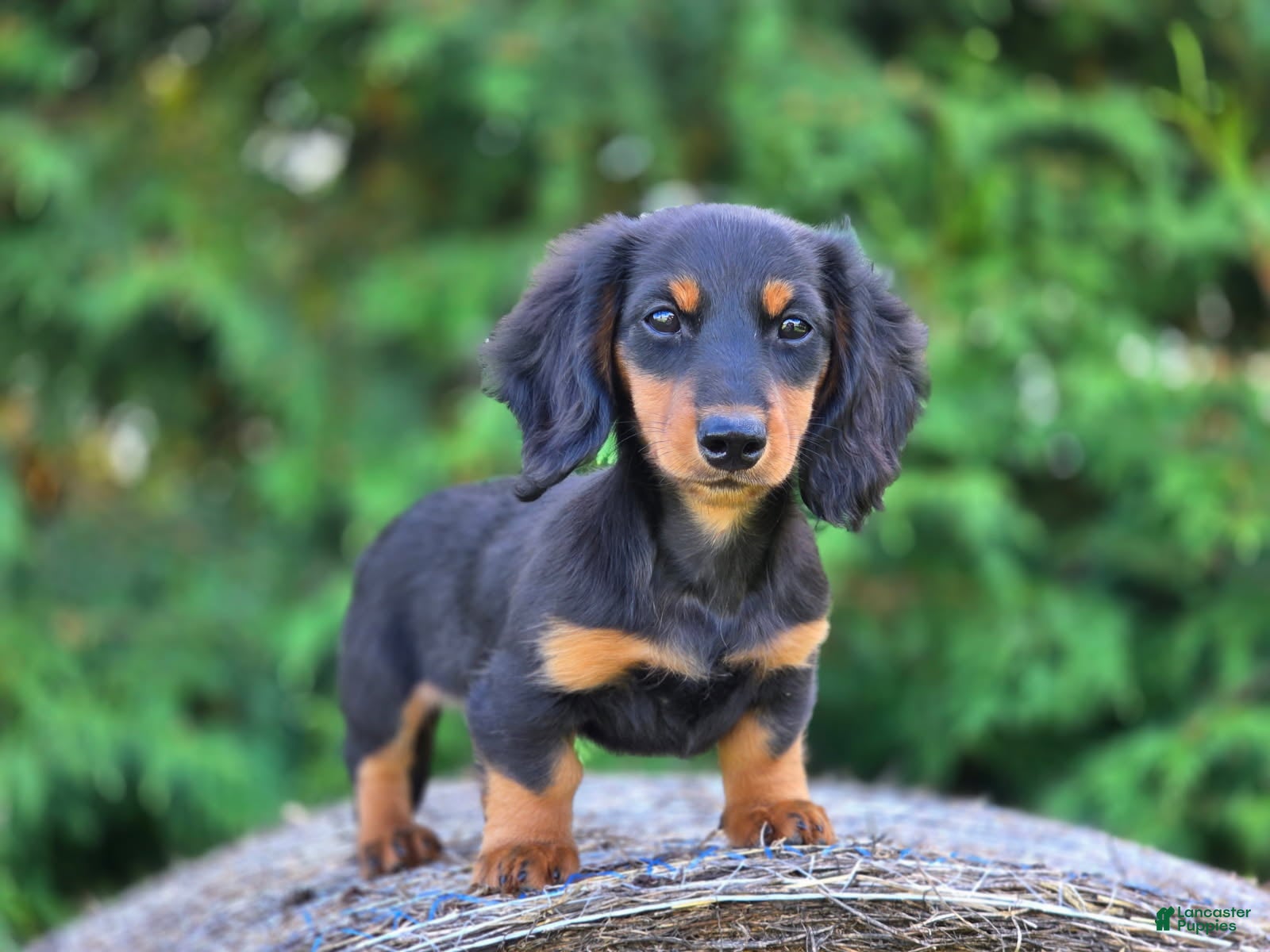 Miniature Dachshund dogs Miniature Dachshund Gandolf - Ad 13