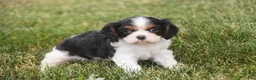 Cavalier King Charles Spaniel dogs for sale: Percy Cavalier King Charles Spaniel  - Ad 5
