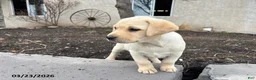 Labrador Retriever dogs for sale: Harriet - Ad 3