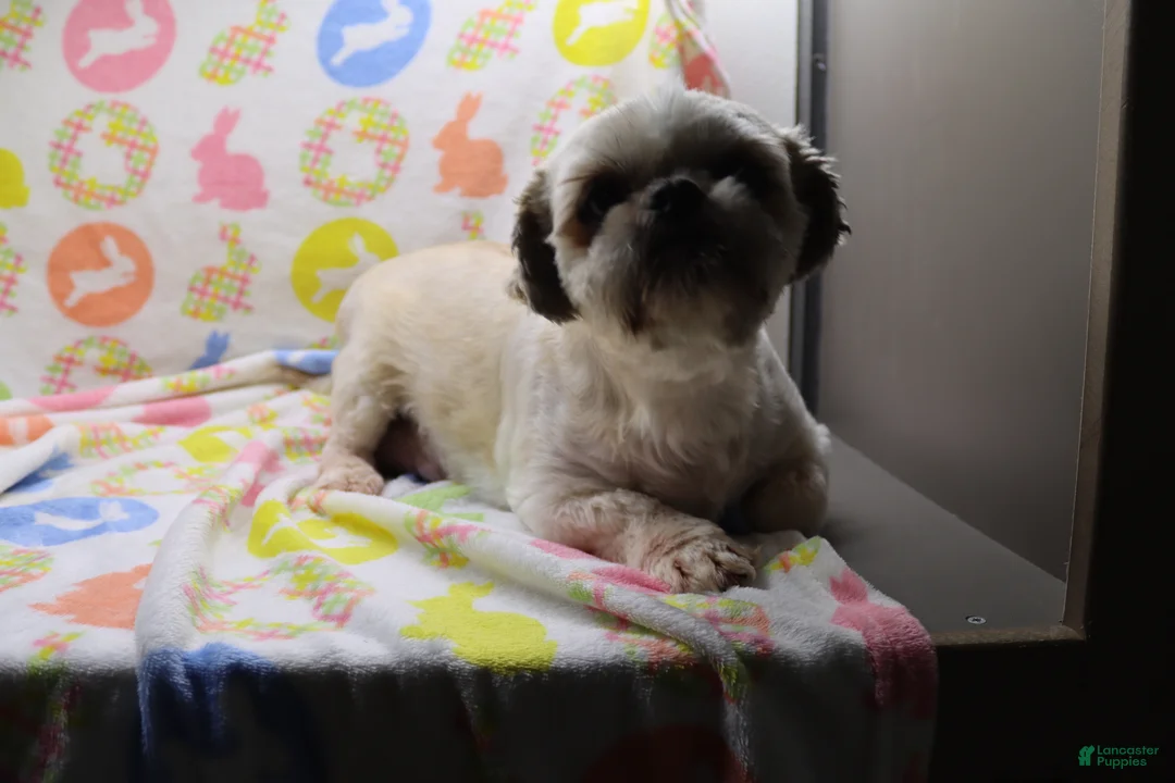 Shih Tzu dogs for sale: Jackie - Ad 4