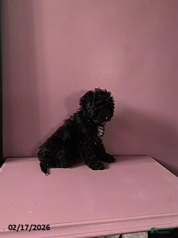 Cockapoo dogs Ace - Ad 2