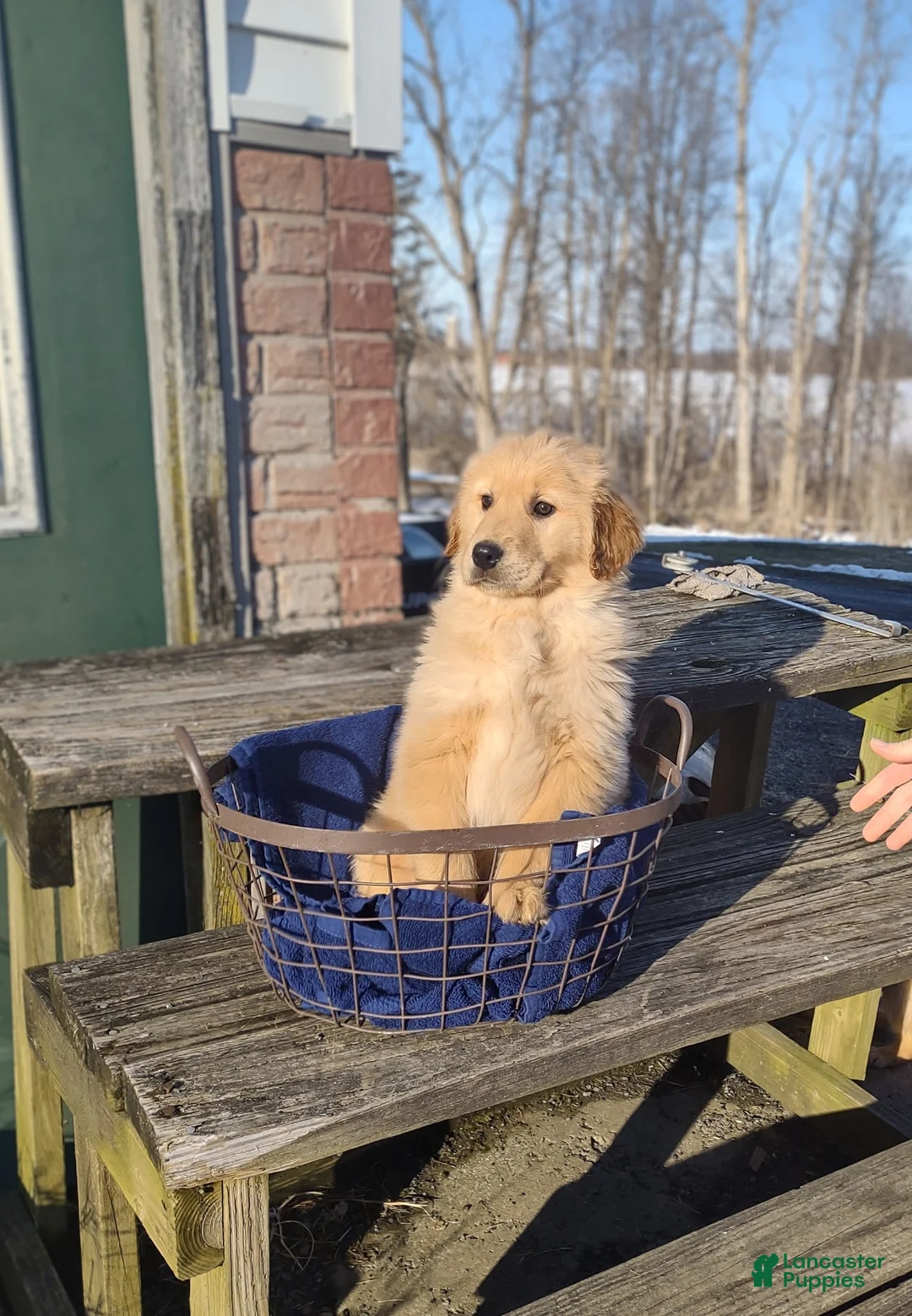 Golden Retriever dogs for sale: Golden Retriever Puppy 2 - Ad 1