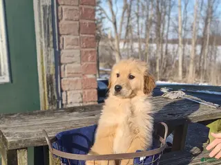 Golden Retriever dogs for sale: Golden Retriever Puppy 2 - Ad 3