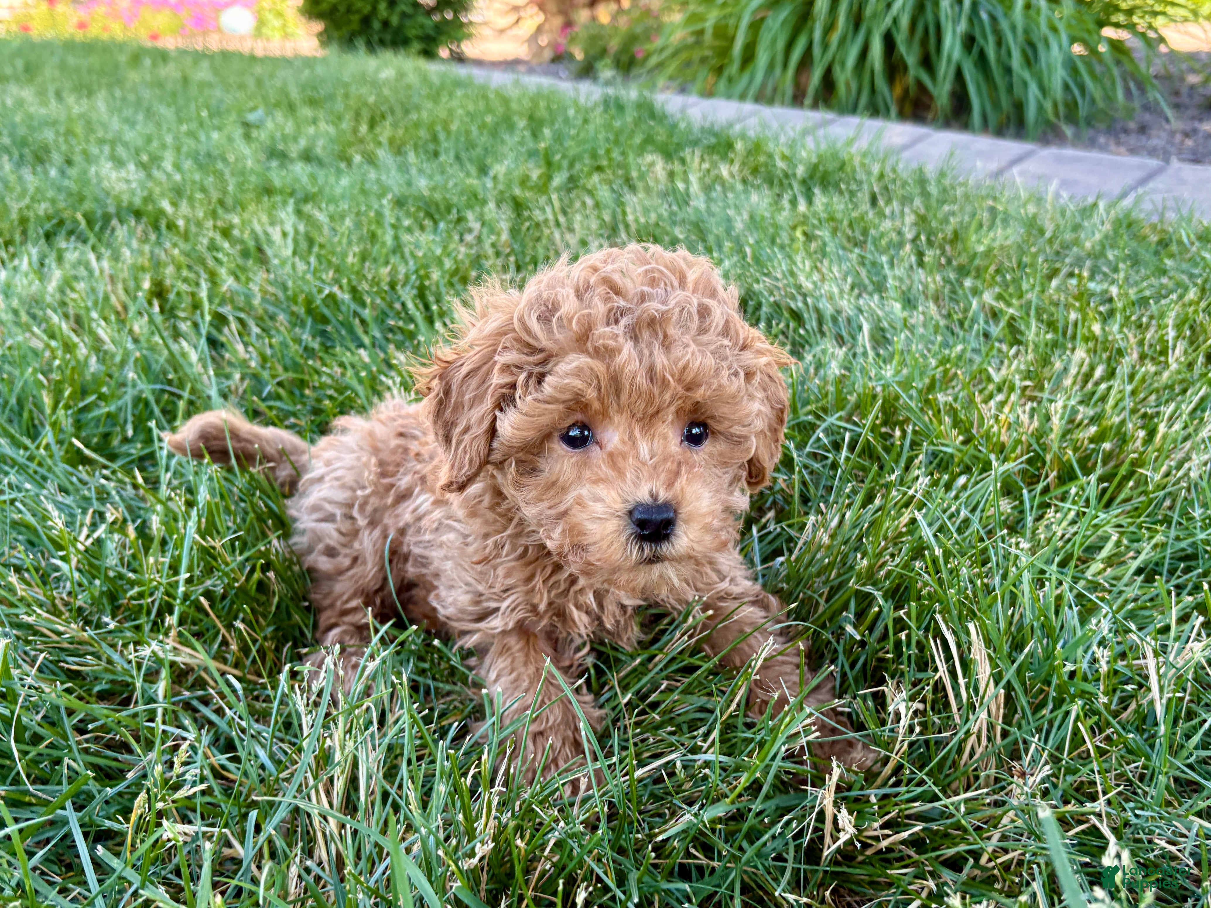 Maltipoo dogs for sale: Ada - Ad 2