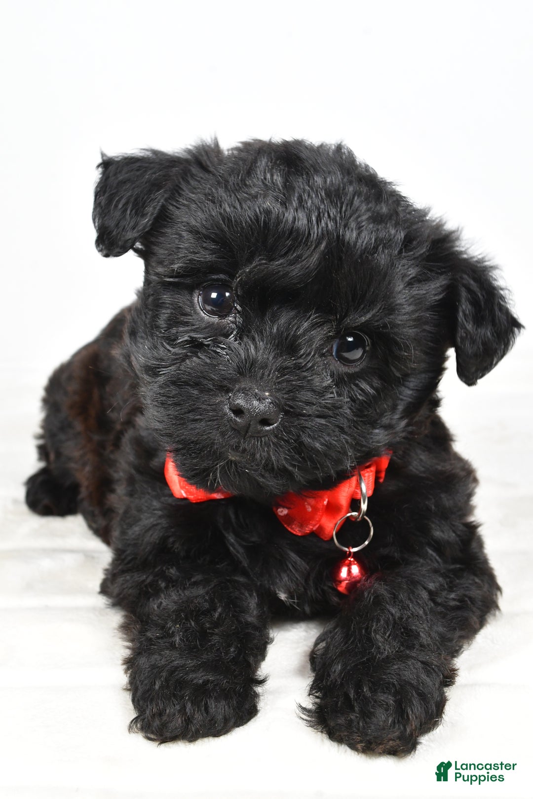 Yorkiepoo dogs for sale: Tinker - Ad 4