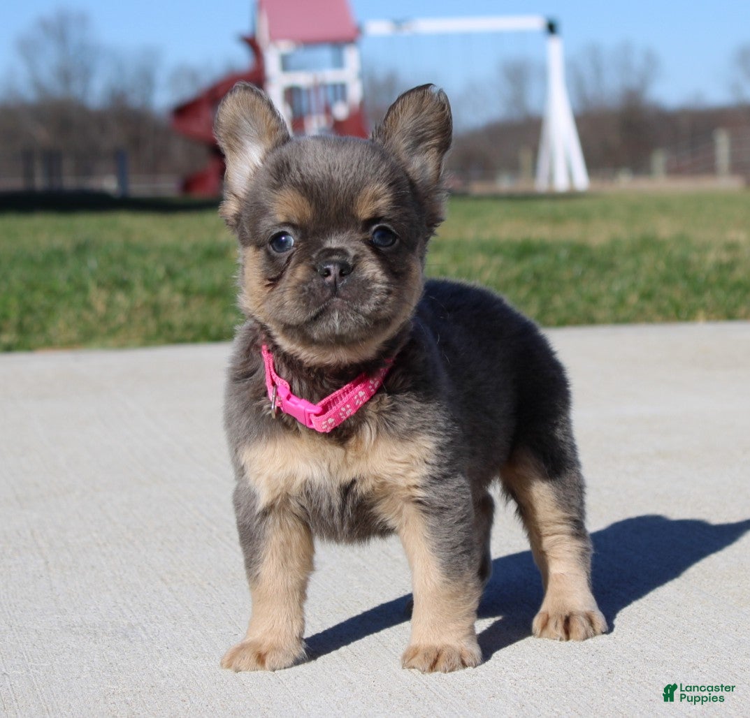 French Bulldog dogs Princes - Ad 1