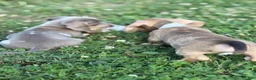 Miniature Dachshund dogs for sale: Willy  - Ad 24