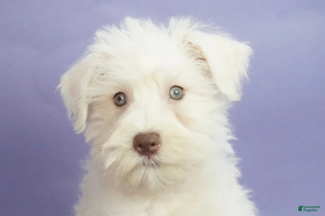 Miniature Schnauzer dogs for sale: Jojo - Ad 1