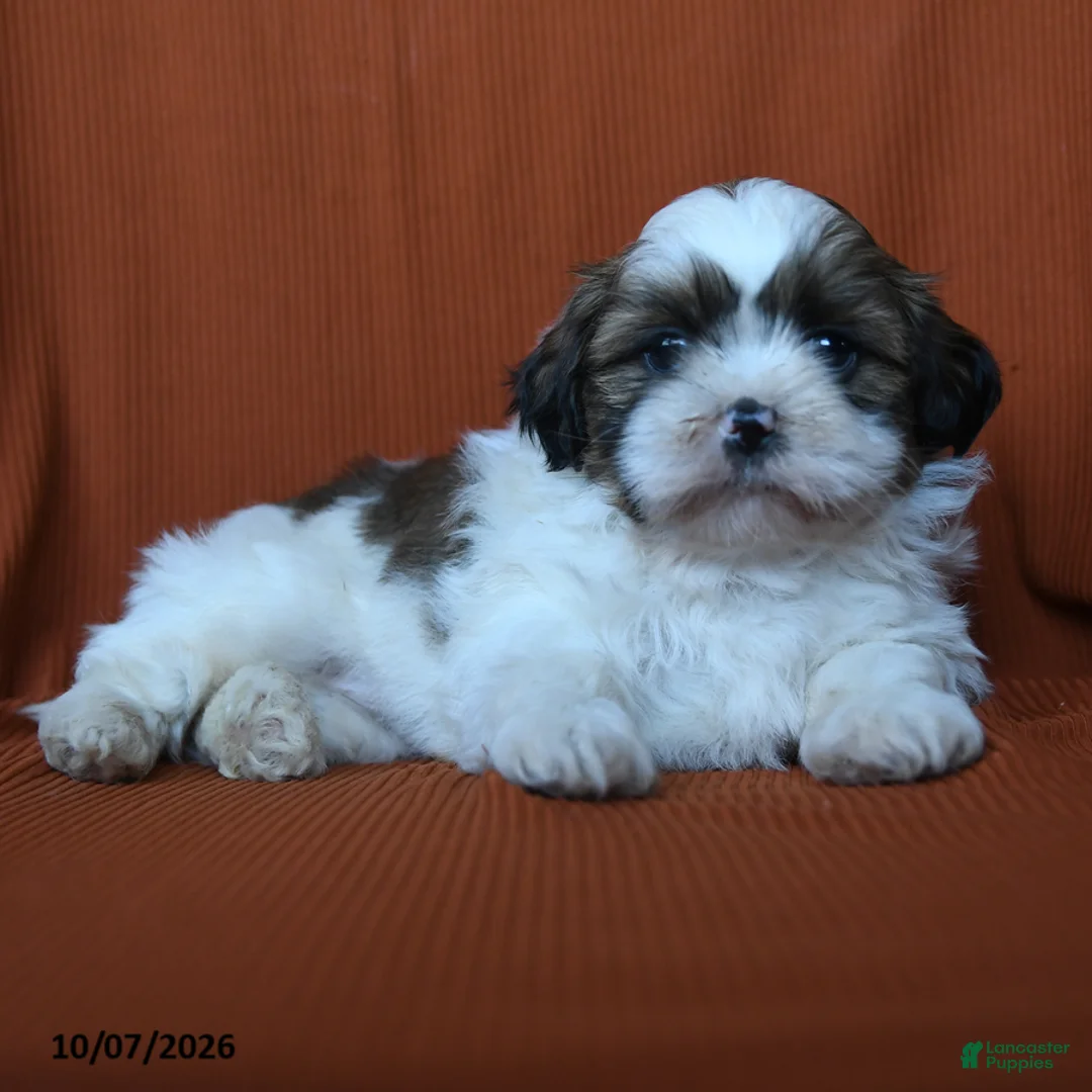 Shih Tzu dogs for sale: Kristoff - Ad 3
