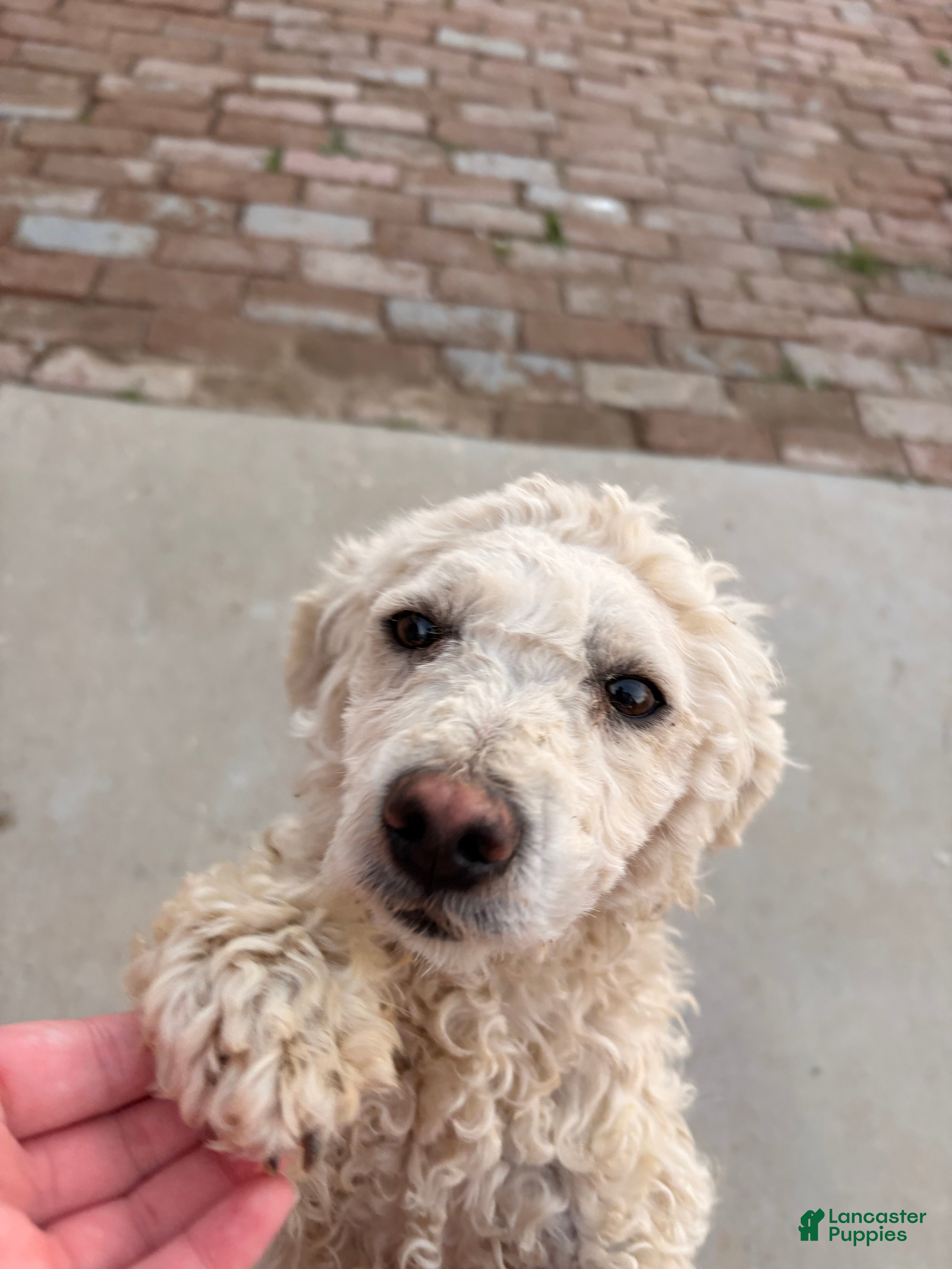 Standard Poodle dogs Standard Poodle Puppy 1 - Ad 2