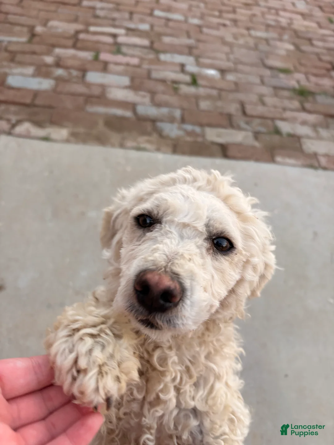 Standard Poodle dogs for sale: Standard Poodle Puppy 1 - Ad 1