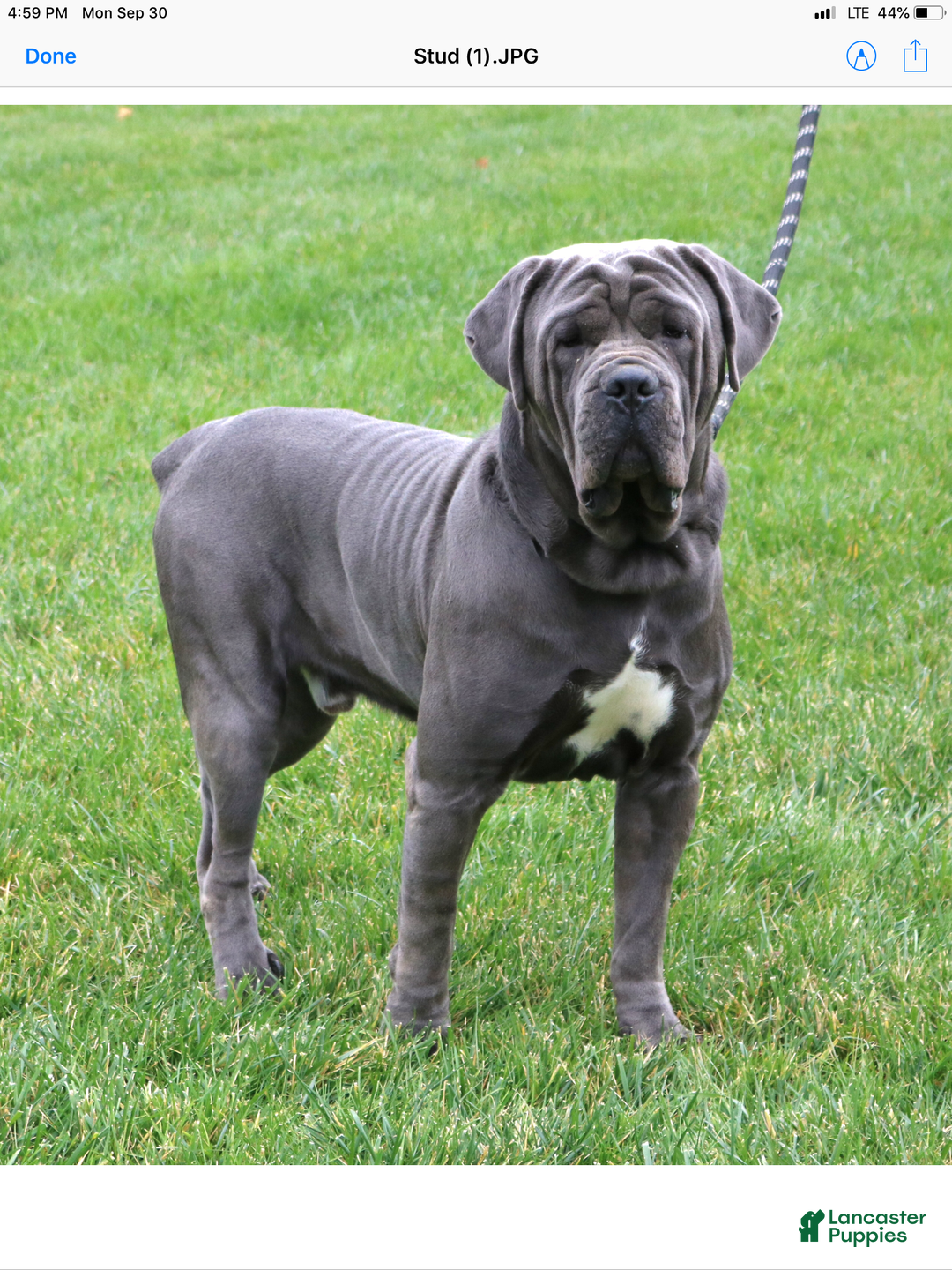 Cane Corso dogs for sale: Sheila - Ad 5