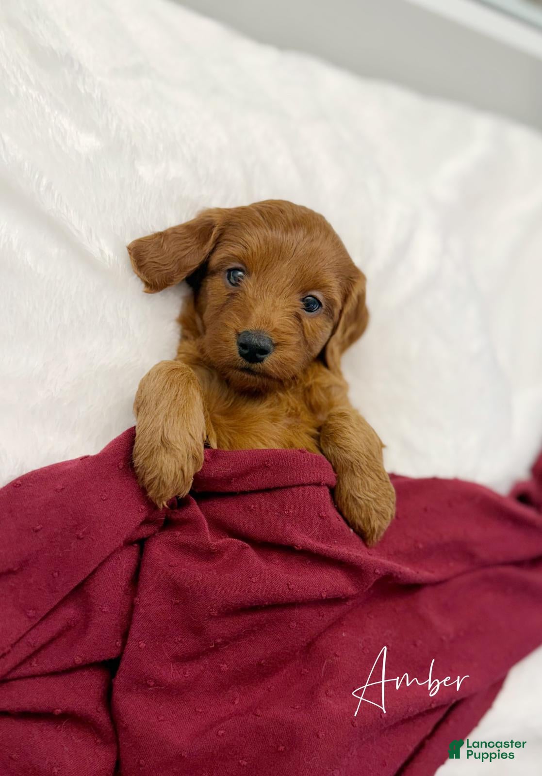 Mini Goldendoodle dogs Amber - Ad 1