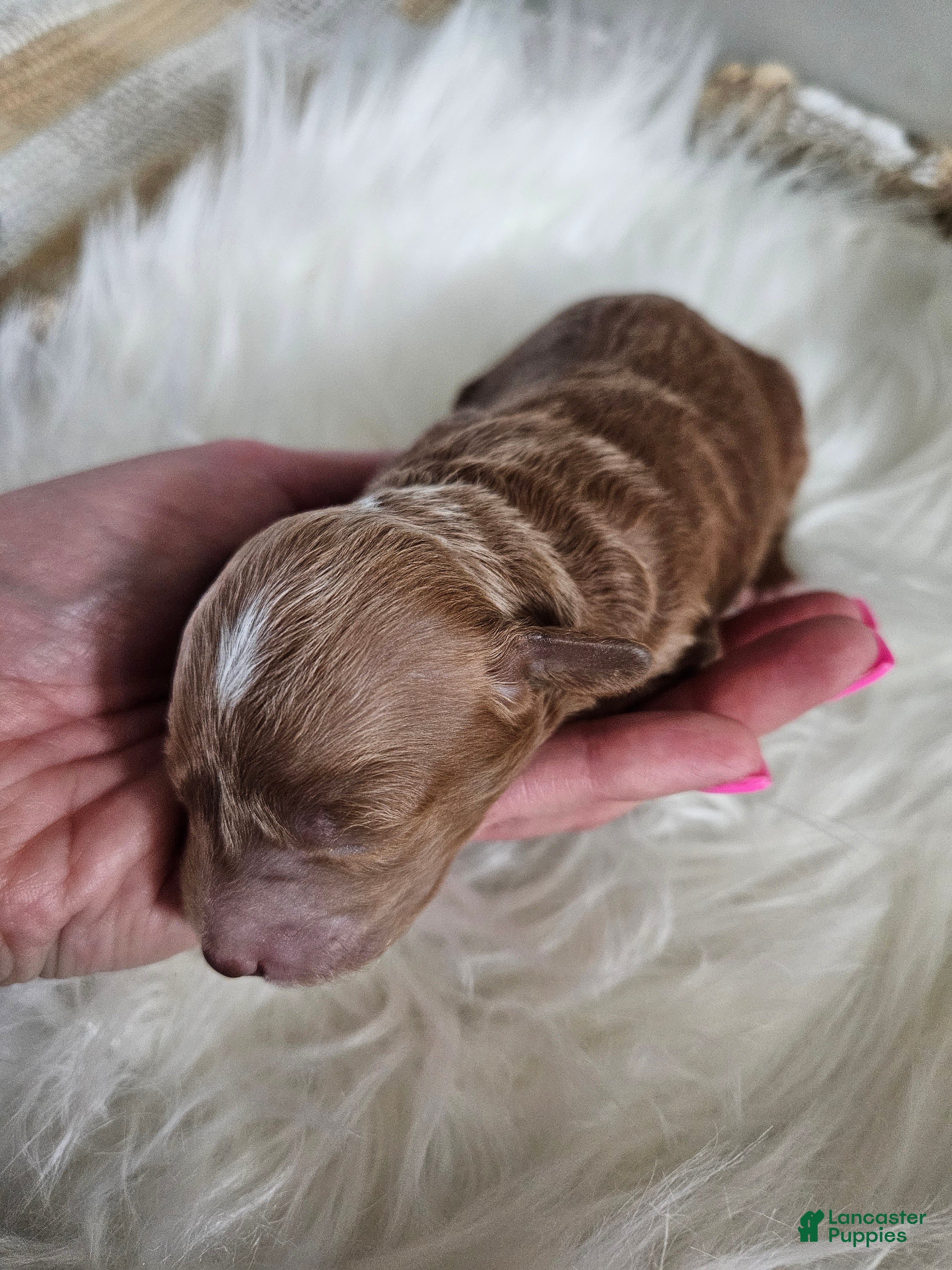 Cavapoo dogs Atlas - Ad 27