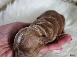 Cavapoo dogs Atlas - Ad 41