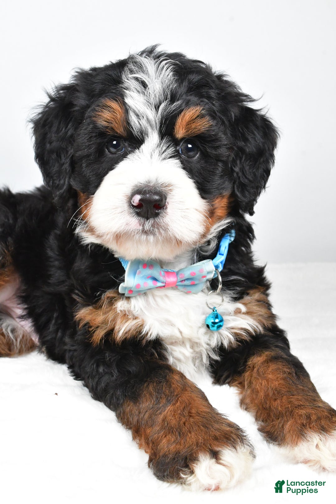 Mini Bernedoodle dogs for sale: Duke - Ad 2