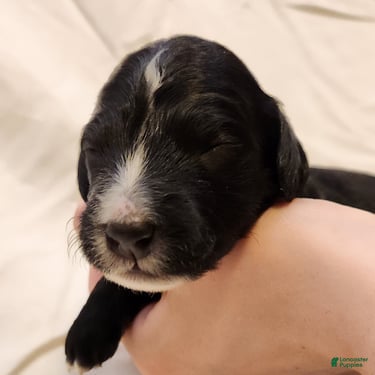Mini Aussiedoodle dogs for sale: Trixie_Female Tri-Color Possible Phantom - Ad 10