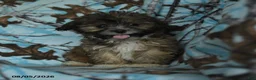 Mixed Breed dogs for sale: Uriel - Ad 3