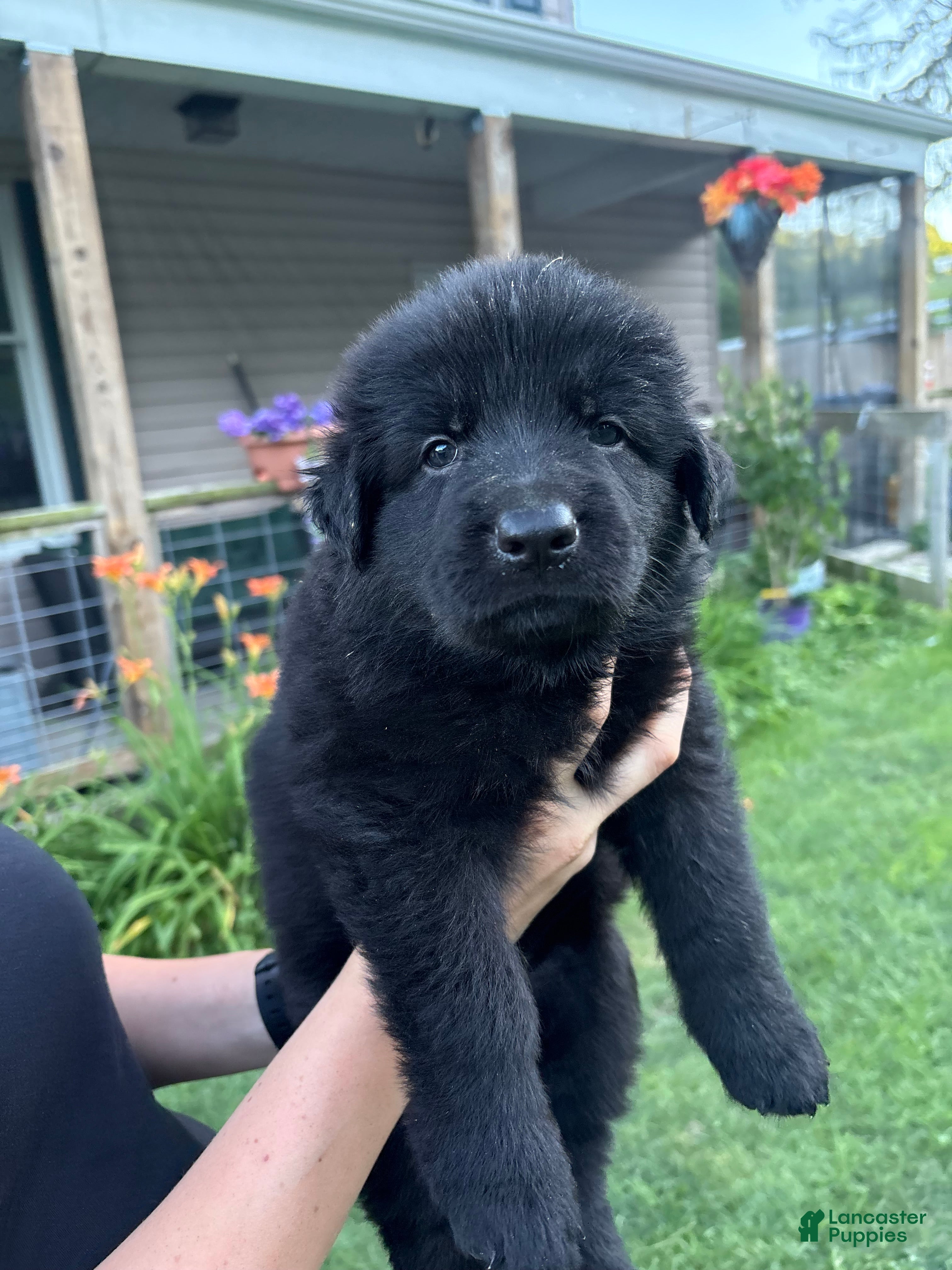German Shepherd dogs Blue collar male  - Ad 1
