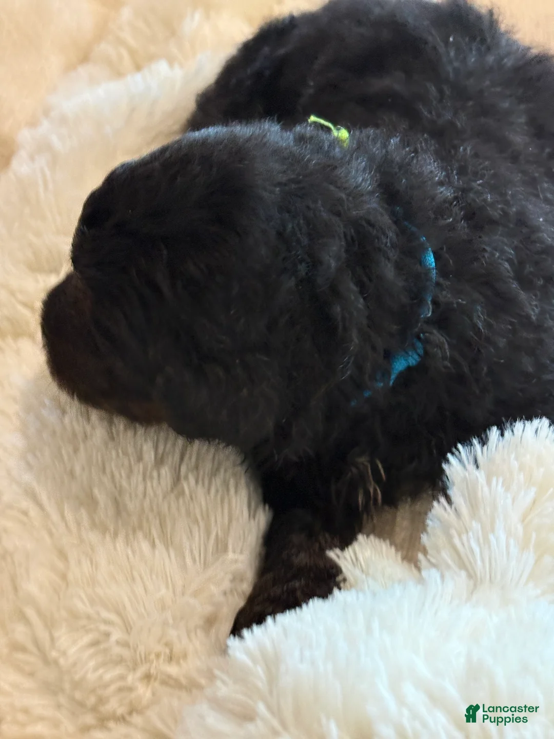 Mixed Breed dogs for sale: female # 4 English Shepherd Doodle  - Ad 5