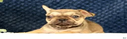 French Bulldog dogs for sale: Brooke - Ad 4