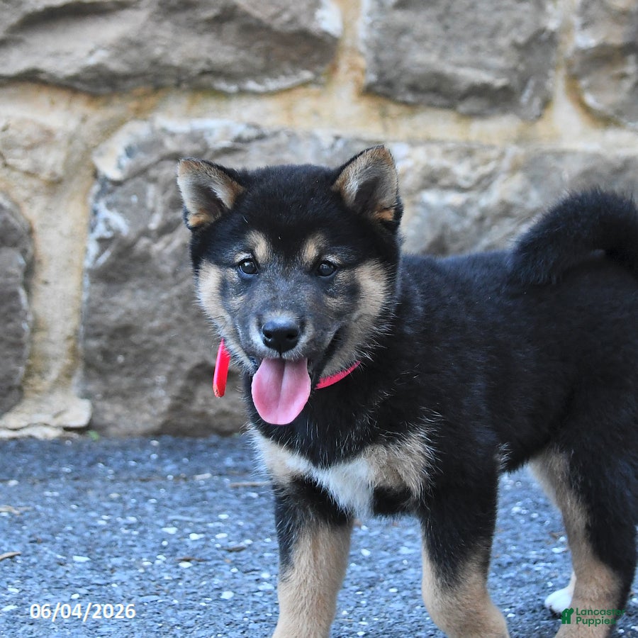 Shiba Inu dogs for sale: Shadow - Ad 3