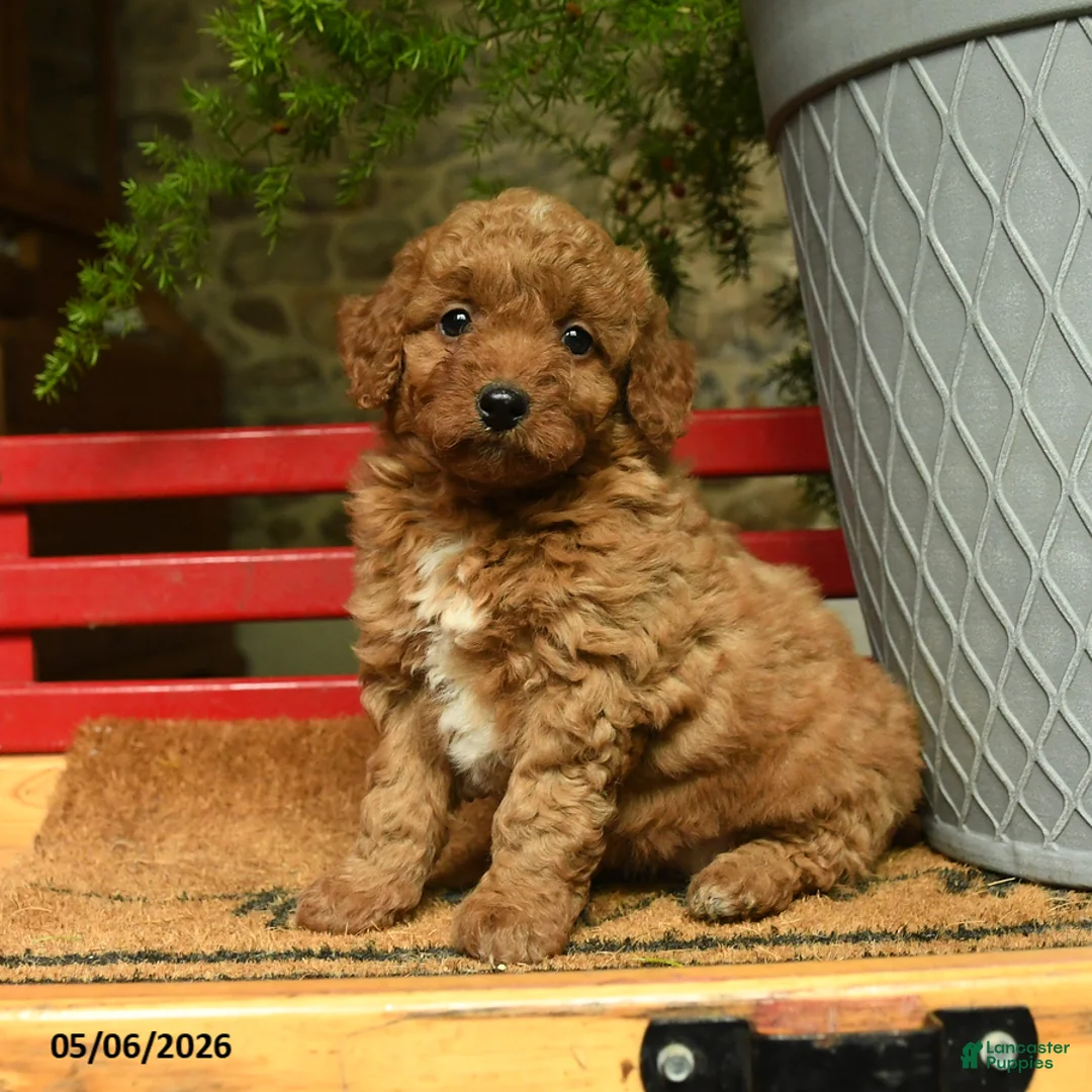 Corgipoo dogs for sale: Lady - Ad 1