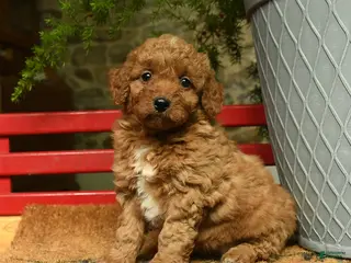 Corgipoo dogs for sale: Lady - Ad 3