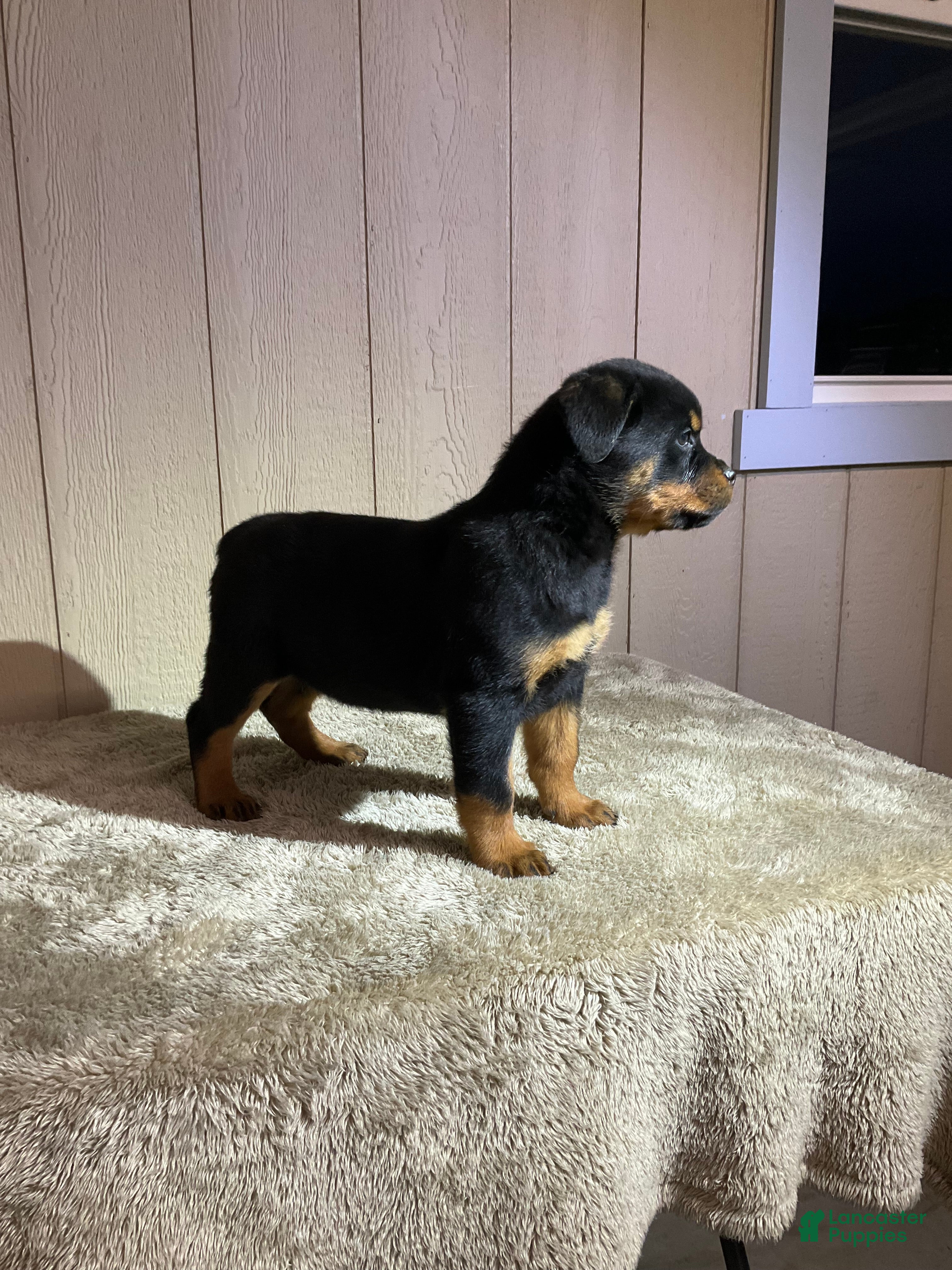 Rottweiler dogs Rottweiler Puppy 1 - Ad 1