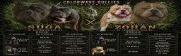 American Bully dogs for sale: XL American Bully 2 - Ad 6