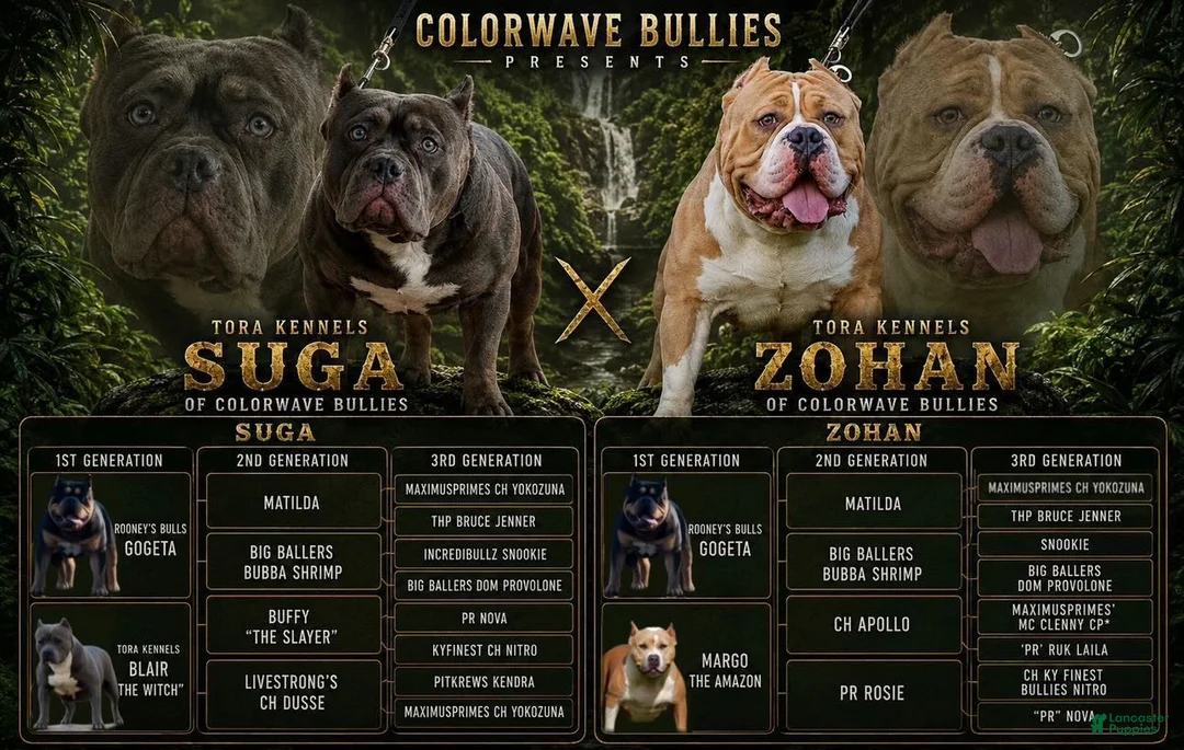 American Bully dogs for sale: XL American Bully 2 - Ad 6