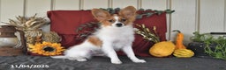 Papillon dogs for sale: Scout - Ad 1