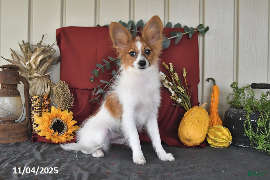 Papillon dogs for sale: Scout - Ad 1