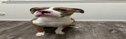 Mixed Breed dogs for sale: Mixed Breed 1 - Ad 10