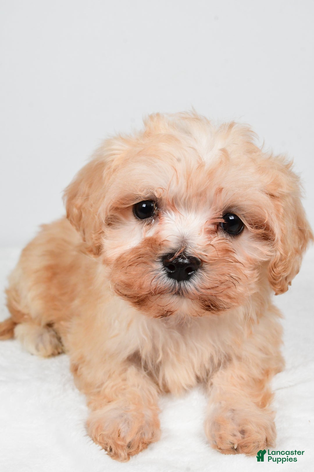 Maltipoo dogs for sale: Bella - Ad 5