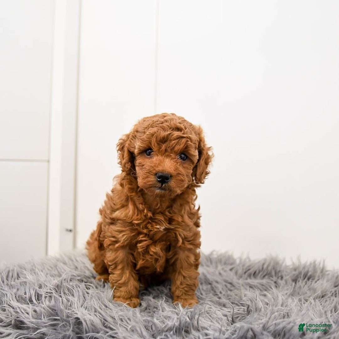 Toy Poodle dogs for sale: Cannoli - Ad 4