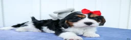 Cavalier King Charles Spaniel dogs for sale: Winston 🐶 - Ad 9