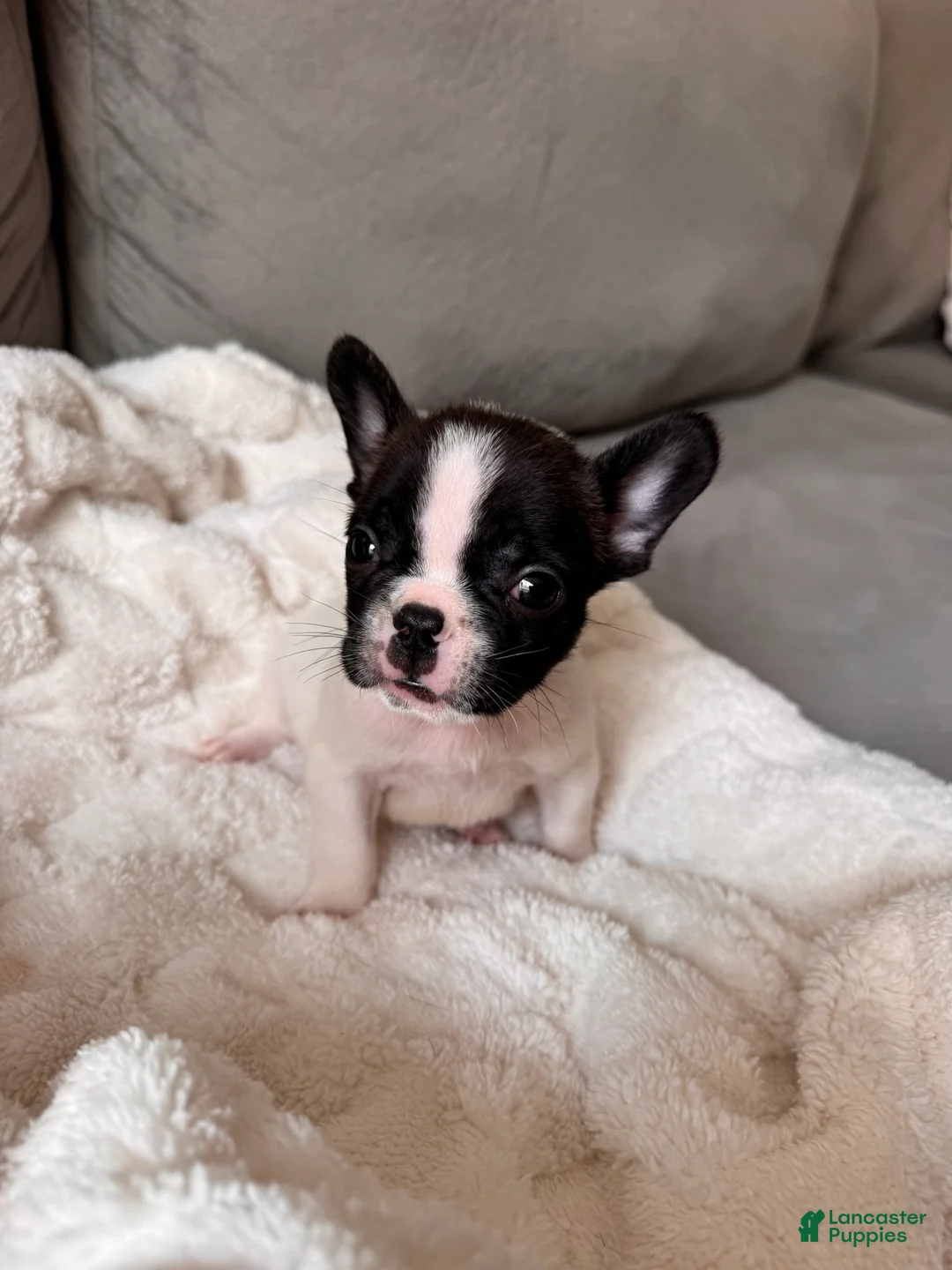 French Bulldog dogs for sale: Cash - Ad 1