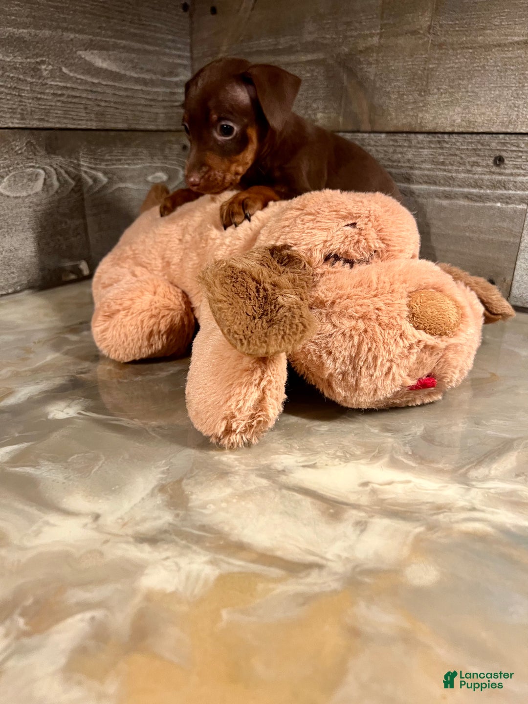 Miniature Pinscher dogs for sale: Teddy - Ad 3