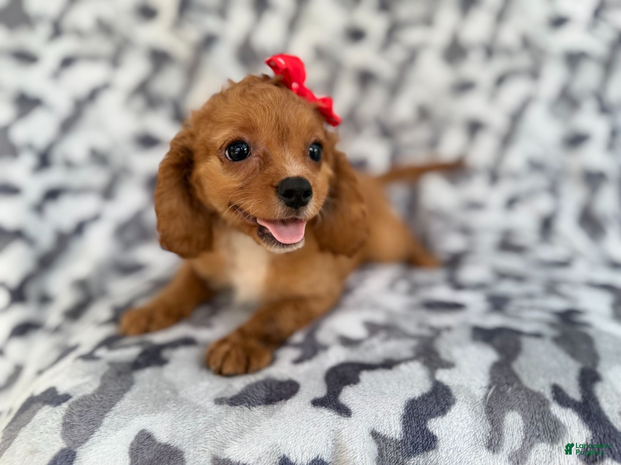 Cavapoo dogs Rissa - Ad 19