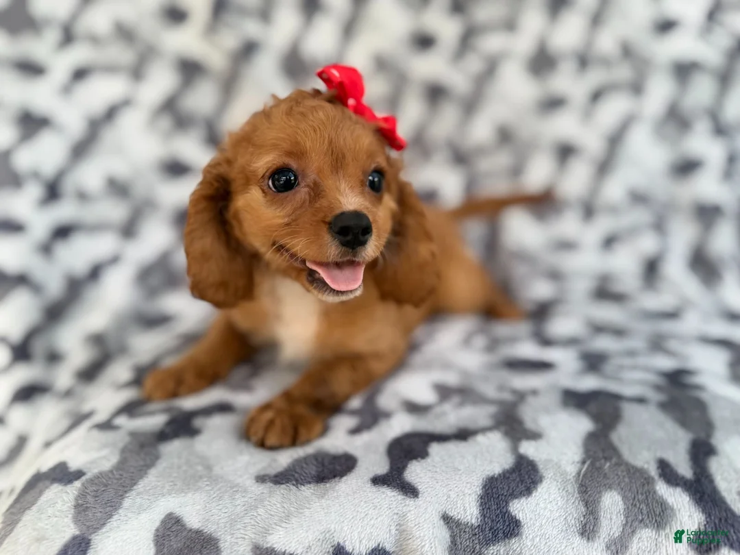 Cavapoo dogs for sale: Rissa - Ad 1