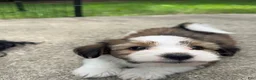 Mixed Breed dogs for sale: K'adare - Ad 6