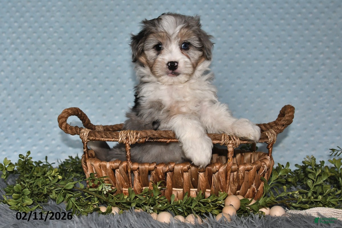 Havapoo dogs Elliott - Ad 6