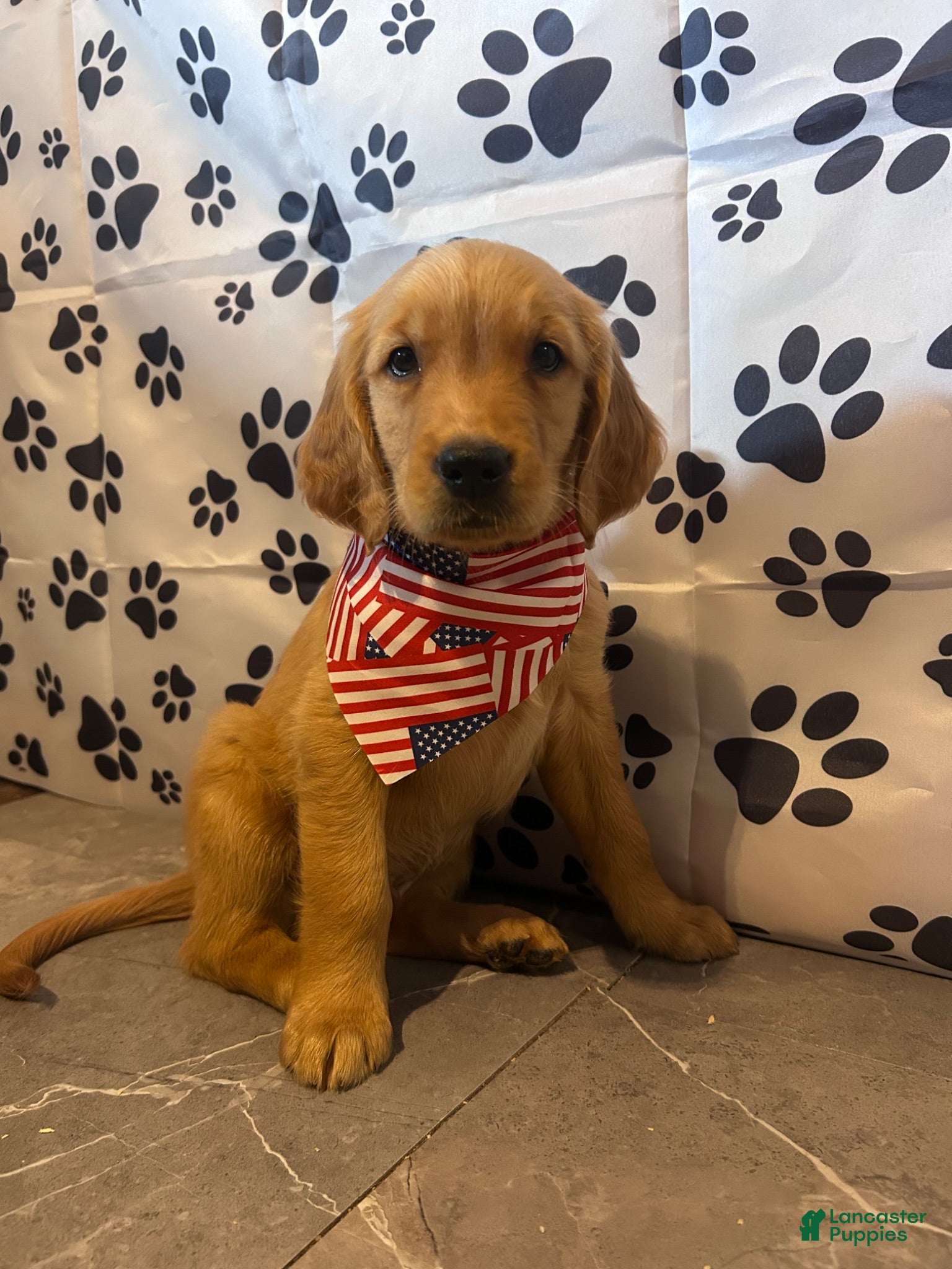 Golden Retriever dogs for sale: Jake - Ad 4