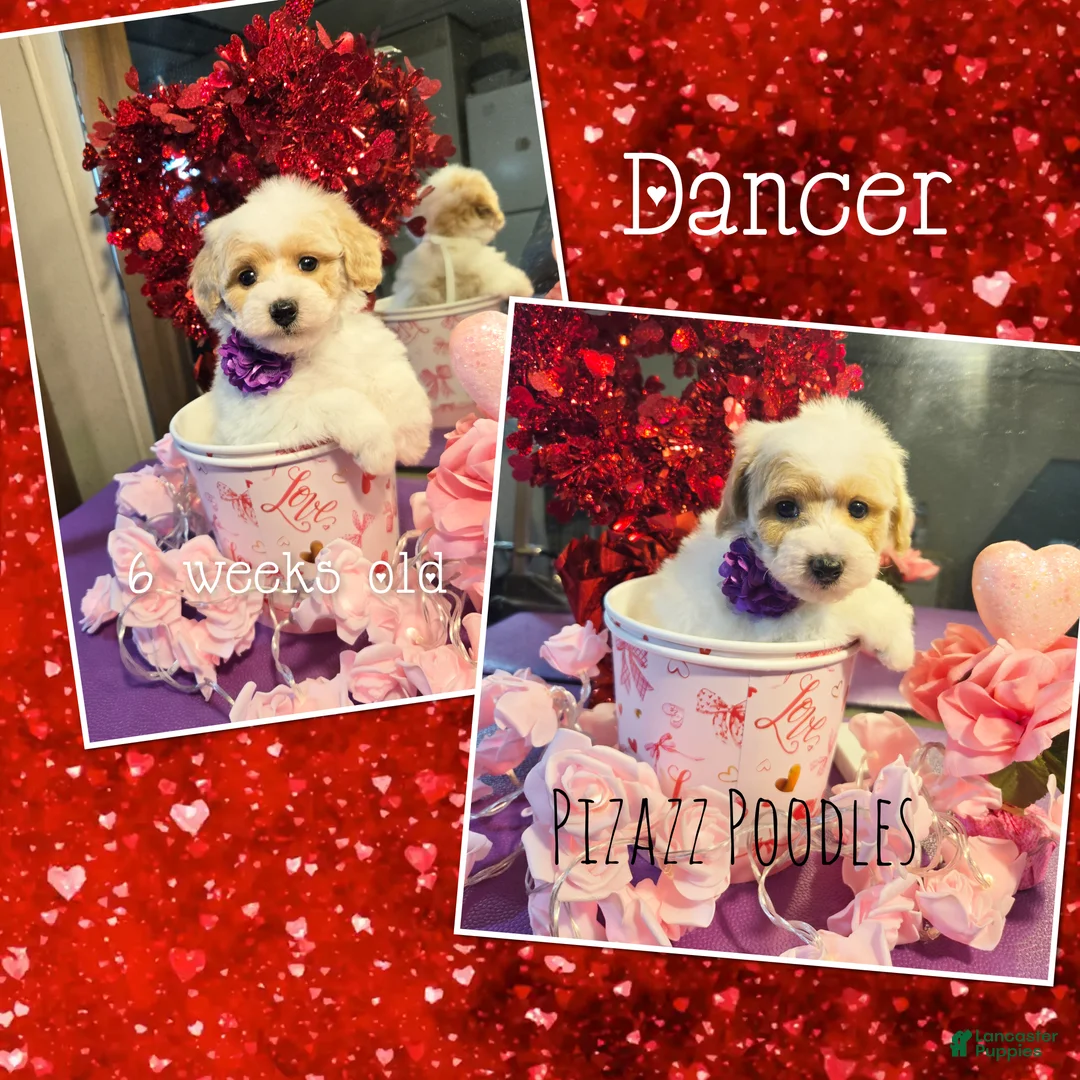 Miniature Poodle dogs for sale: Dancer - Ad 1