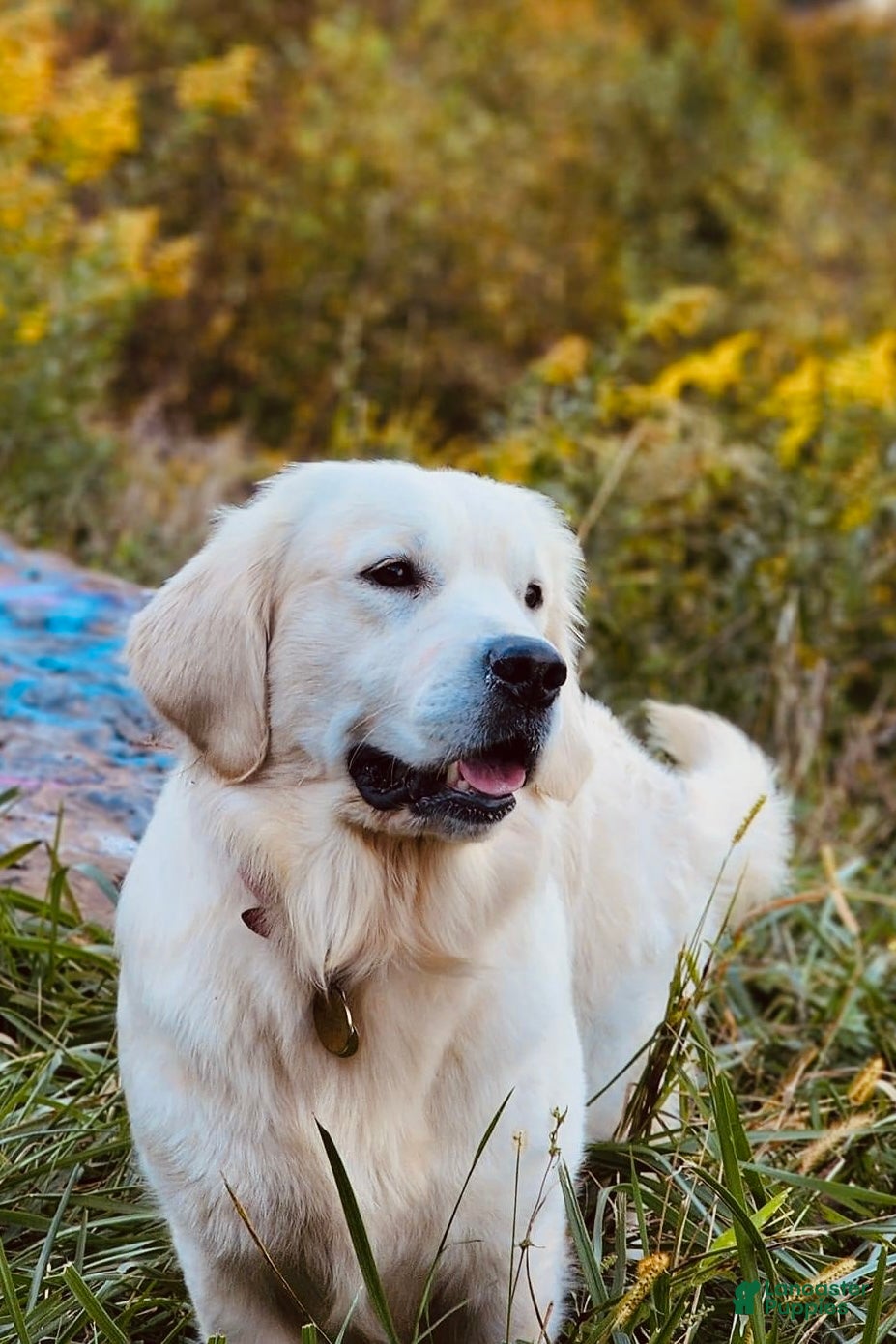 Golden Retriever dogs The Charlie Brown girls - Ad 20